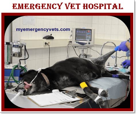 Veterinary services, clinics and centers. 24 Hour Emergency Animal Care - Dryden Animal Clinic ...