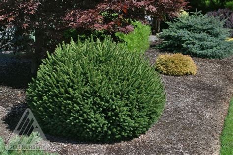 Price and other details may vary based on size and color. Spruce, Norway 'Pumila' (Dwarf Globe) - TheTreeFarm.com
