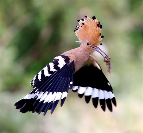 Fun Facts About The Hoopoe Israels National Bird Thejca