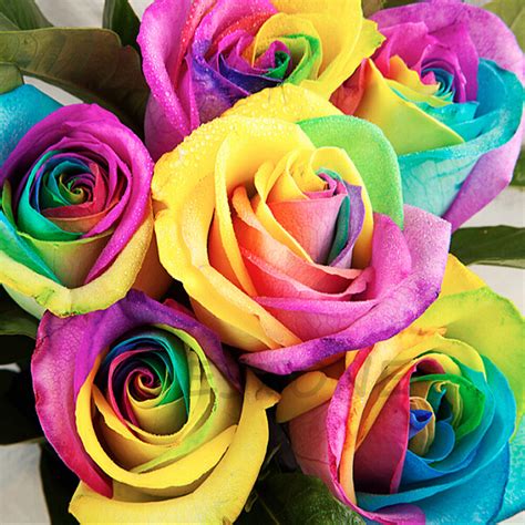 200pcs Rare Rainbow Rose Flower Seeds Your Lover Multi Color Plant Home