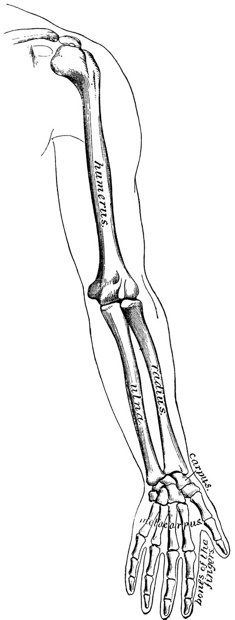 Forearm Anterior Bone Anatomy