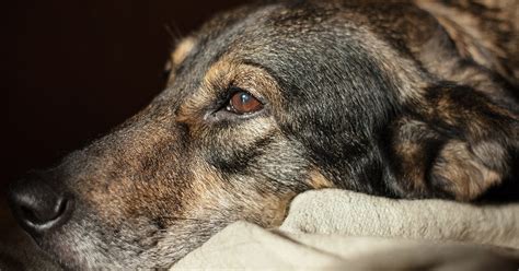 Gastroenteritis In Dogs Symptoms Causes Diagnosis Treatment