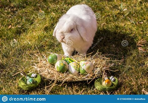Easter Bunny In The Garden Stock Photo Image Of Domestic 215424558