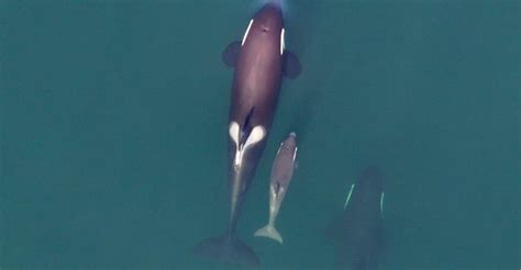 Orca Pod Returns To Central Bc Coast After 20 Years Researchers