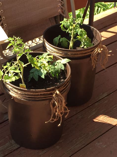 5 Gallon Bucket Tomato Planter Home Designs