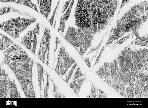 Black And White Abstract Inverted Image Of Lush Temperate Rainforest
