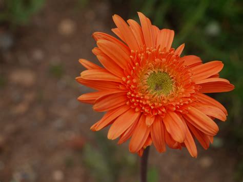 Gerbera Jamesonii Bolus Asteraceae Aster Daisy Or Sunfl Flickr