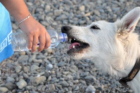 Dog Drinking Water Stock Photography Image 10966252