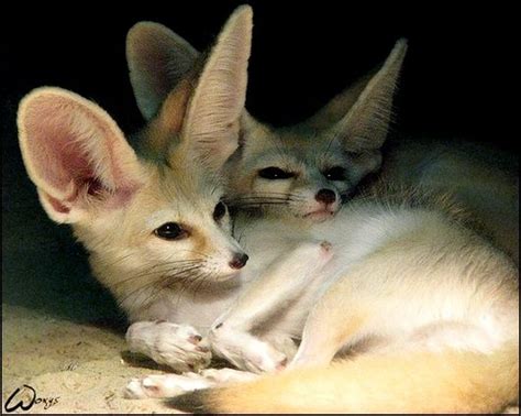 Fennec Fox Love Is In The Ear By Woxys On Deviantart Fennec Fox