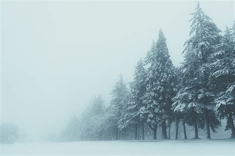 Trees Winter Fog Snow Hd Wallpaper Peakpx