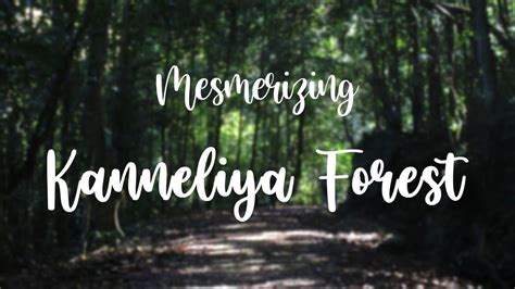 Mesmerizing Kanneliya Rainforest Beautiful Places In Sri Lanka Youtube