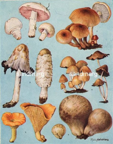1932 Edible Mushrooms Chart By Mary E Eaton To Frame