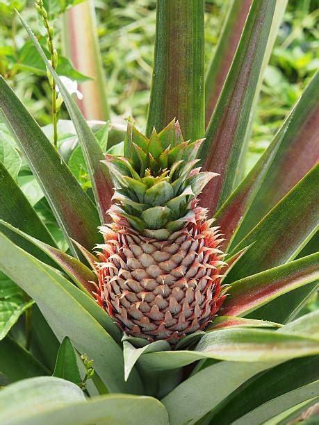 Royalty Free Pineapple Tree Pictures Images And Stock Photos Istock