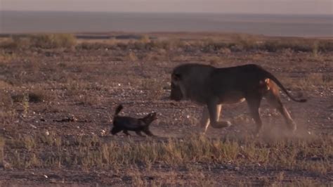 The Ratel Saves His Baby From The Leopard True Combat Honey Badger Vs