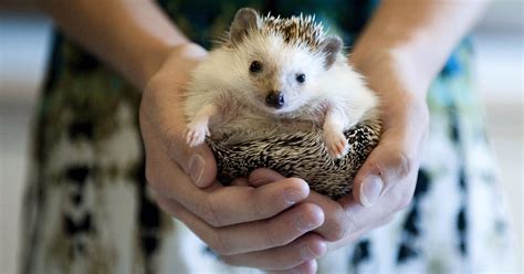 We send trivia questions and personality tests every week to your inbox. Have a hedgehog? Beware of pets spreading salmonella