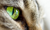 Image Cats Eyes Macro animal Closeup