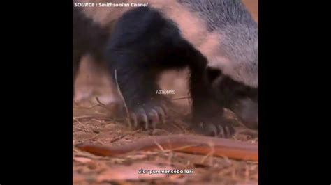 Tidak Punya Rasa Takut Honey Badger Shortvideo Youtube
