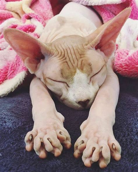22 Best Photos Of Sphynx Babies You Should See Right Meow In 2021 Cat
