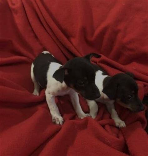 Mini Fox Terrier Puppies Free To A Good Home Dogs And Puppies