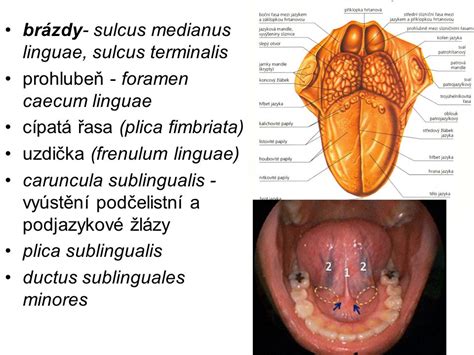 Trávicí Systém Apparatus Digestorius Ppt Stáhnout