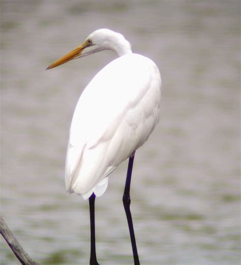 Collection 93 Pictures Wading Birds Pictures With Names Updated