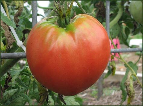 Hungarian Heart Pink Tomato White Harvest Seed Company