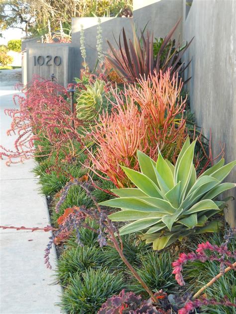 39 Best High Heat Drought Tolerant Flowers And Plants Images On