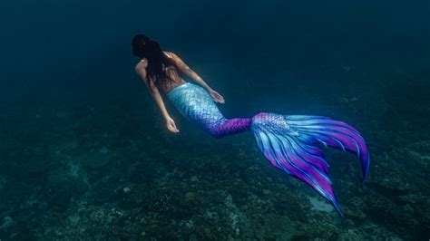 The Truth Behind Mermaid Myths American Oceans