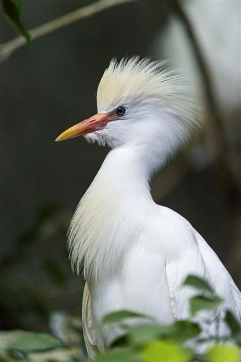 30 White Birds Images Angelinajoliecoolsagt