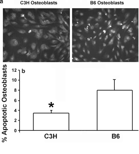 An In Vitro Comparison Of The Percentage Of Apoptotic Osteoblasts