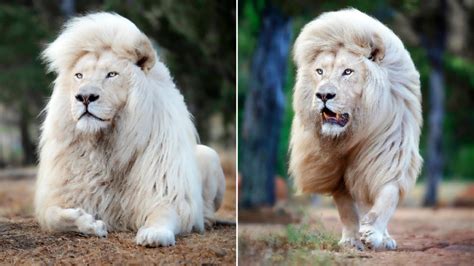 Ce Photographe Immortalise La Beauté Naturelle Dun Lion Blanc Sous