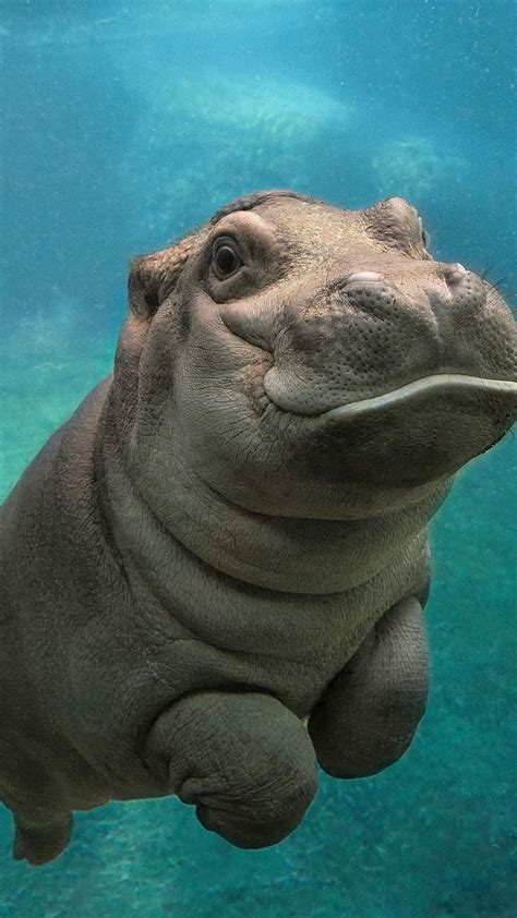 1920x1080px 1080p Free Download Cute Baby Animals Baby Hippo