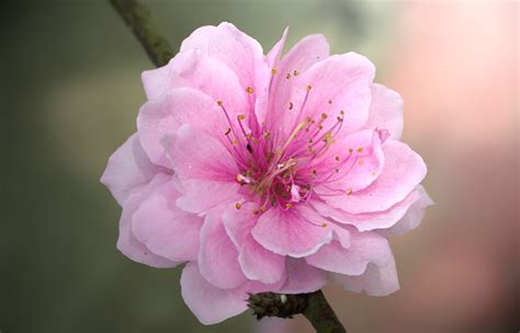 Cherry blossom flower bouquet on wooden background. 5 Most Beautiful Myanmar Flowers | Sanctum Inle Resort