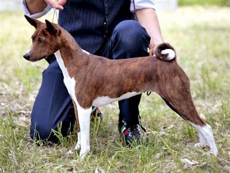 Brindle And White Basenji 7 Basenji Dogs Dog Lovers Animal Lover
