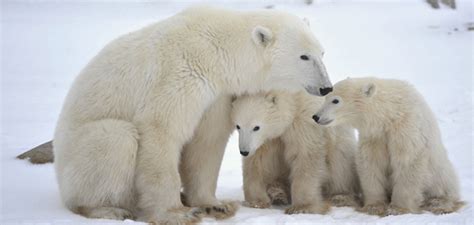 Canada Polar Bear Mothers And Newborn Cubs Elevate Destinations