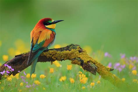 Nature Animal Bird National Geographic Green Flower Hd Wallpapers