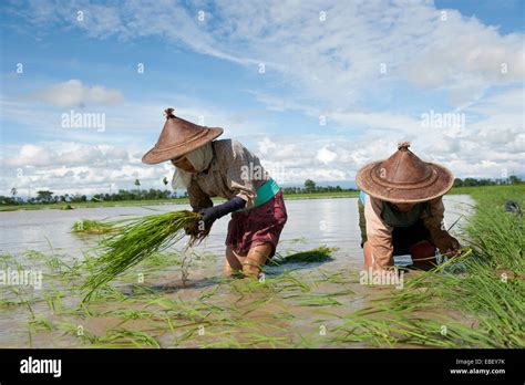 Smile Farmer Woman Wear Hat Using Sickle To Harvesting Rice Paddy In Rice Field Thailand Stock