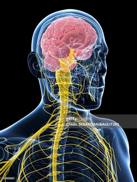 Human Brain And Spinal Cord Artwork High Res Vector Graphic Getty Images