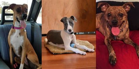 44 Whippet Mix Breeds Types That Are Timeless For Pet Lovers