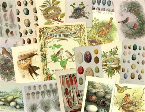 Vintage Bird Nests Eggs And Feathers Printable Ephemera Kit Etsy