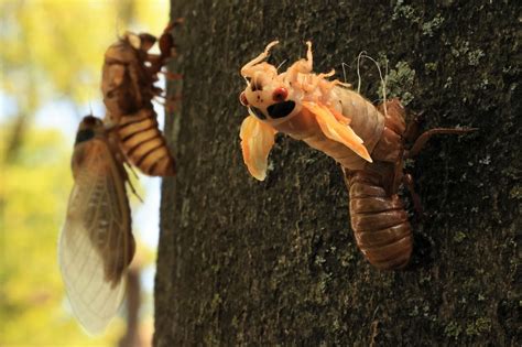 Cicadas Getting ‘high Horny Super Sexed From Fungus That Makes Their Butts Fall Off Experts