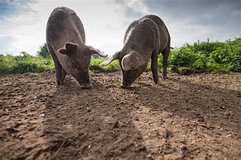 Young Outdoor Raised Organic Pigs Stock Photo Download Image Now Istock