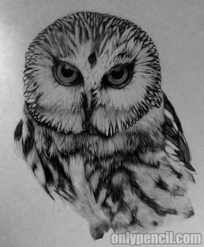 This started out as a practice drawing in my sketchbook for something bigger i had planned, but i thought it turned out pretty well on it's own. Saw-Whet Owl Pencil drawing