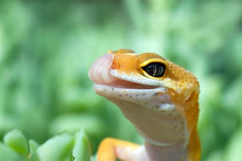 Top 60 Lizard Tongue Stock Photos Pictures And Images Istock