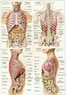 L'anatomie du corps humain en images - Santé et Bien-être