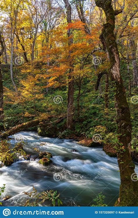 Oirase Stream In Sunny Day Beautiful Fall Foliage Scene In Autumn