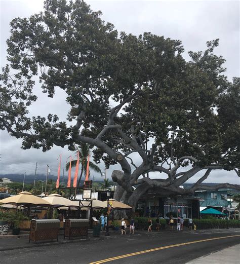 Bezona Column Trees Need Love West Hawaii Today