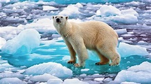 Polar Bear in Norway 1920 x 1080 HDTV 1080p Wallpaper