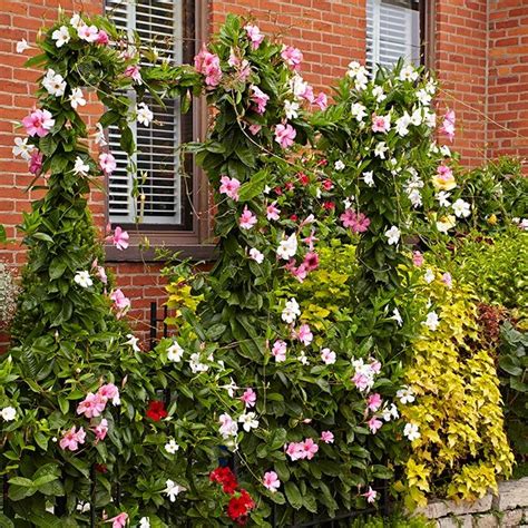 How To Plant Mandevilla Trellis