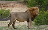 Lion - Wikipedia